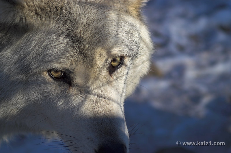 Arctic Wolf 059